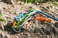 Close-up carabiner and climbing rope near rock. Easy belay-descender device climber closeup